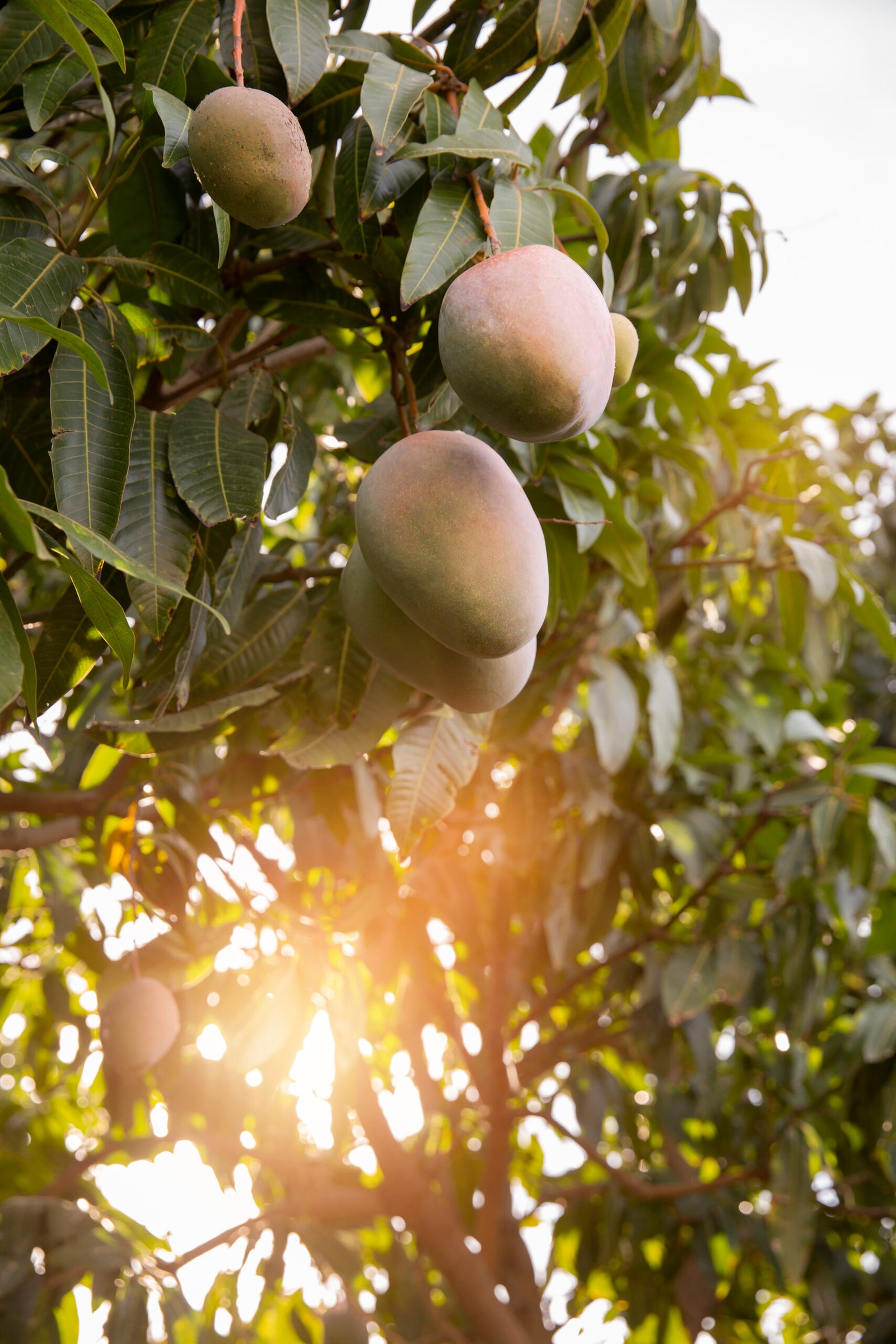 Ratnagiri Alphonso Mango