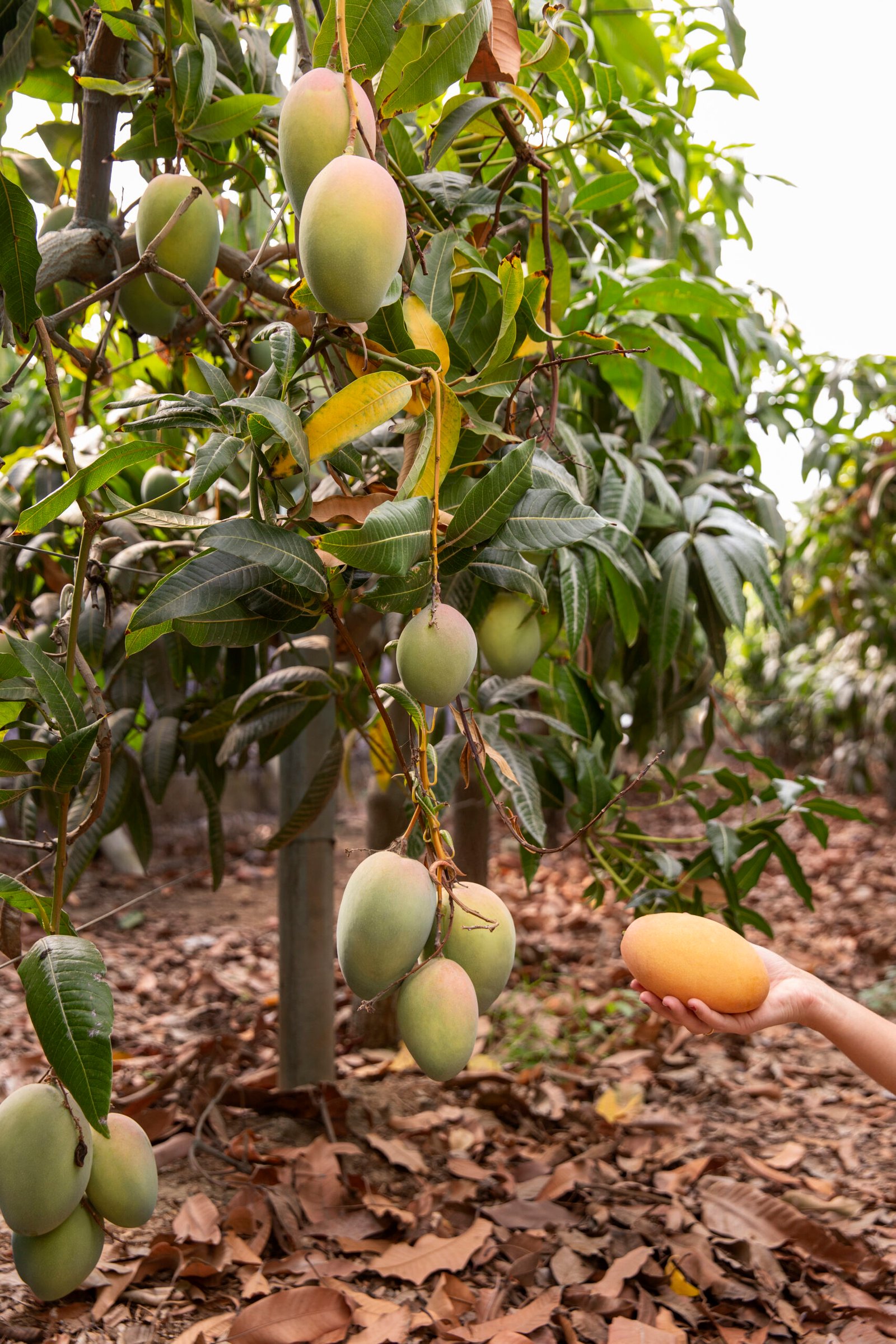 Ratnagiri Alphonso Mango